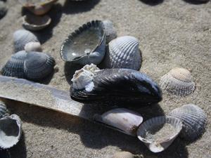 Muscheln