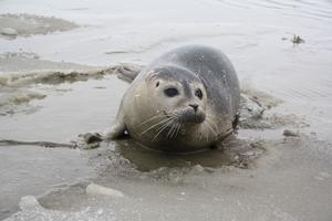 Robbe am Strand