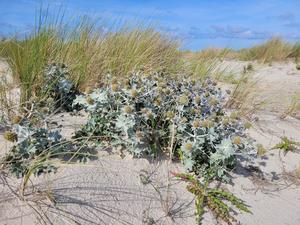 Stranddistel