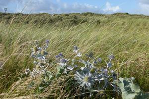 Stranddistel in den Dünen